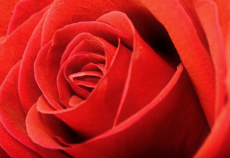 Red rose background © Depositphotos