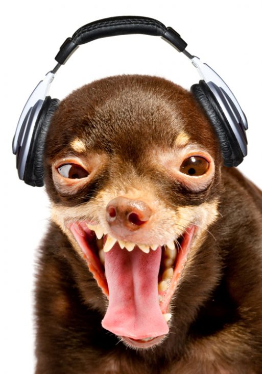 Ridiculous dog DJ. © Depositphotos