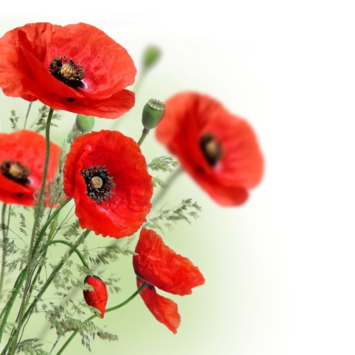 Poppies flowers border | Stock Photo © Depositphotos