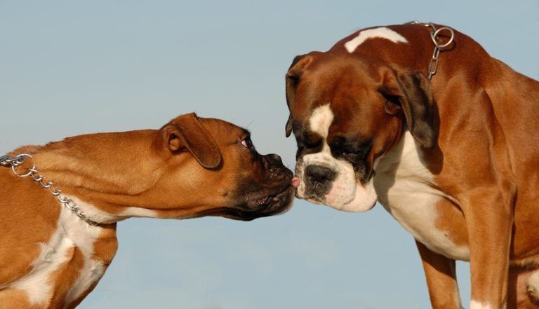 Kissing boxer | Stock Photo © Depositphotos