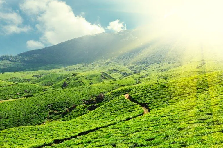 Tea plantations | Stock Photo © Dmitry Rukhlenko