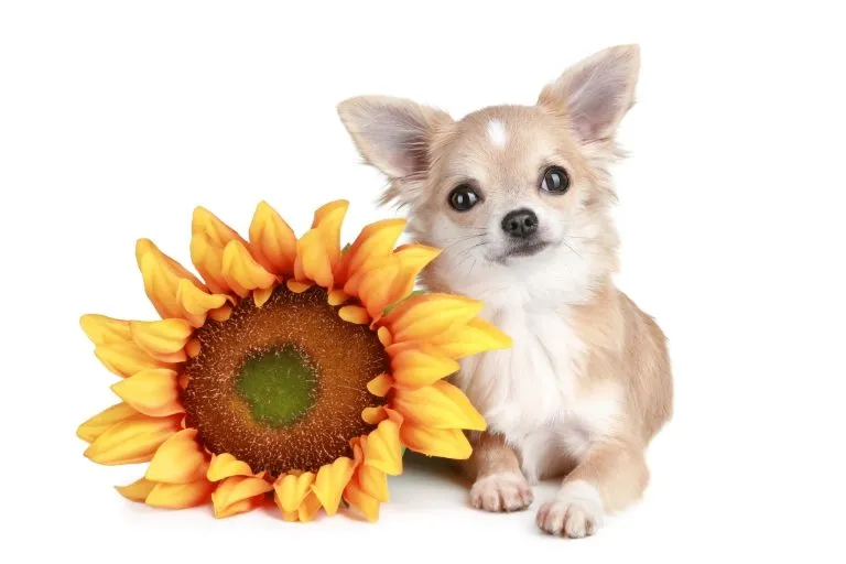 White chihuahua dog lying with sunflower | Stock Photo © FotoJagodka