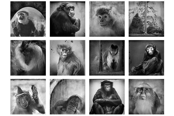 Behind Glass. Monkeys Black and White Photos