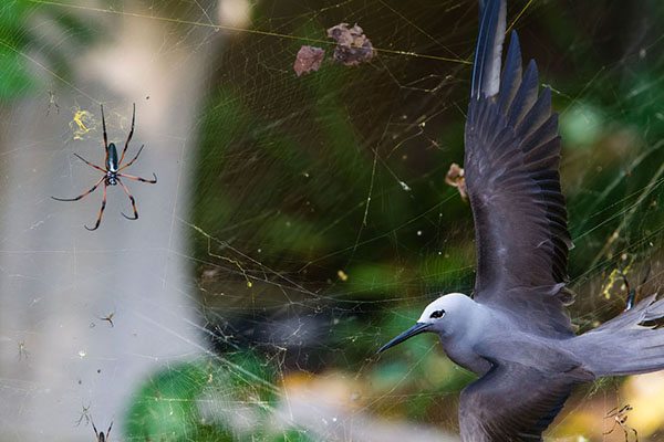 Wild life photographer of the year