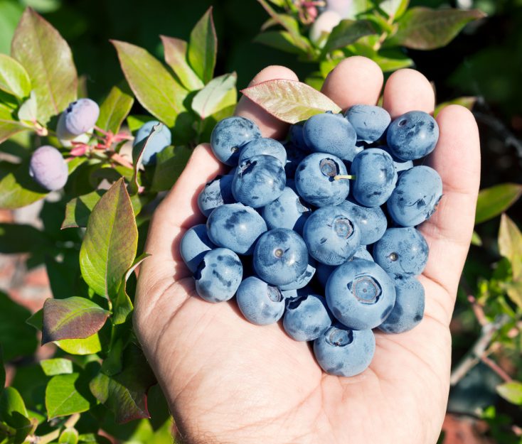 Blueberries in the man's hands.