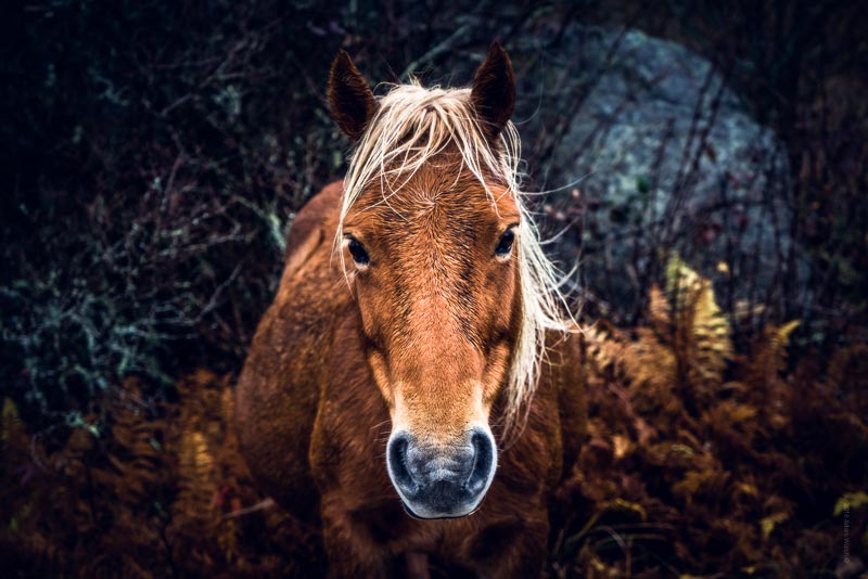 Try convincing a wild pony to look directly at the camera for more than one shot…