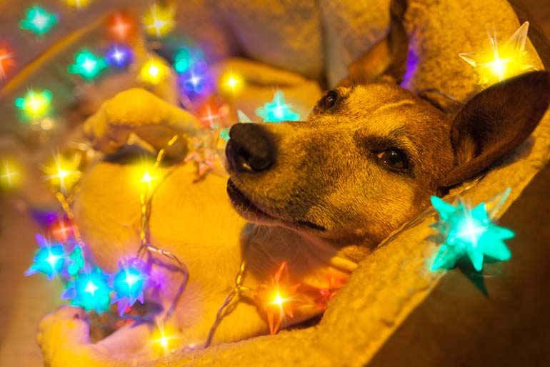 christmas photography trends dogs