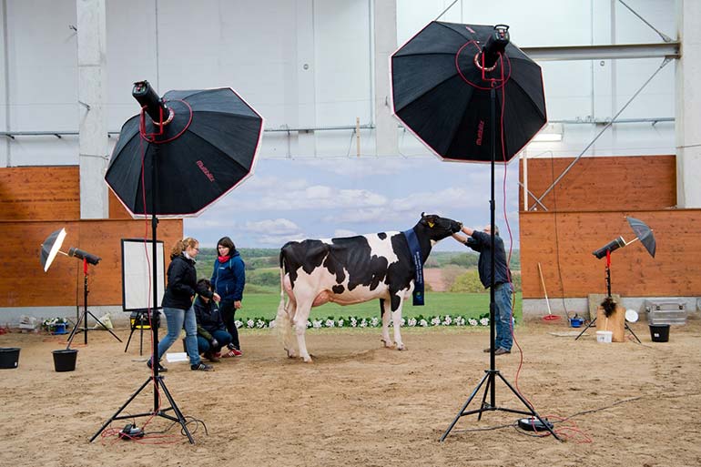 a year in pictures february-26-2016-show-of-the-best-schau-der-besten-a-beauty-pageant-for-cows