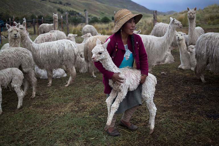 a year in pictures march-15-2016-alpaca-rejoins-the-herd