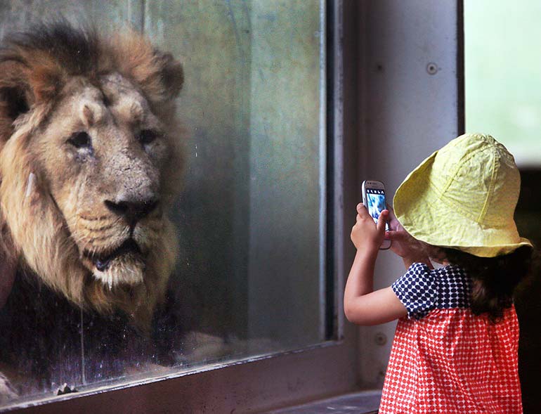 a year in pictures september-13-2016-a-girl-and-a-lion