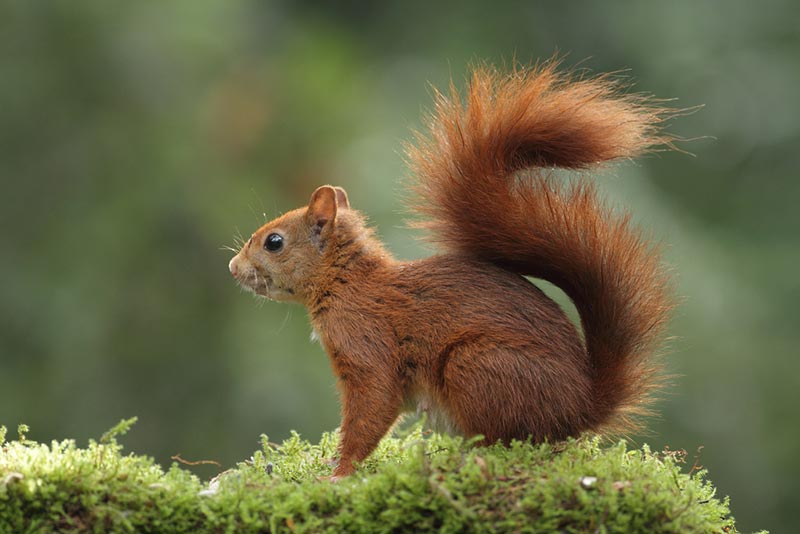 interiew with a wildlife photographer menno schaefer