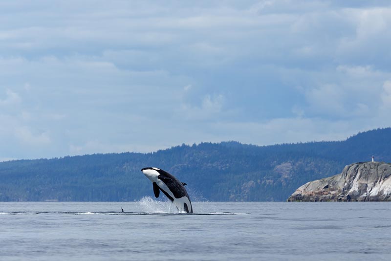 interview with a wildlife photographer national geographic