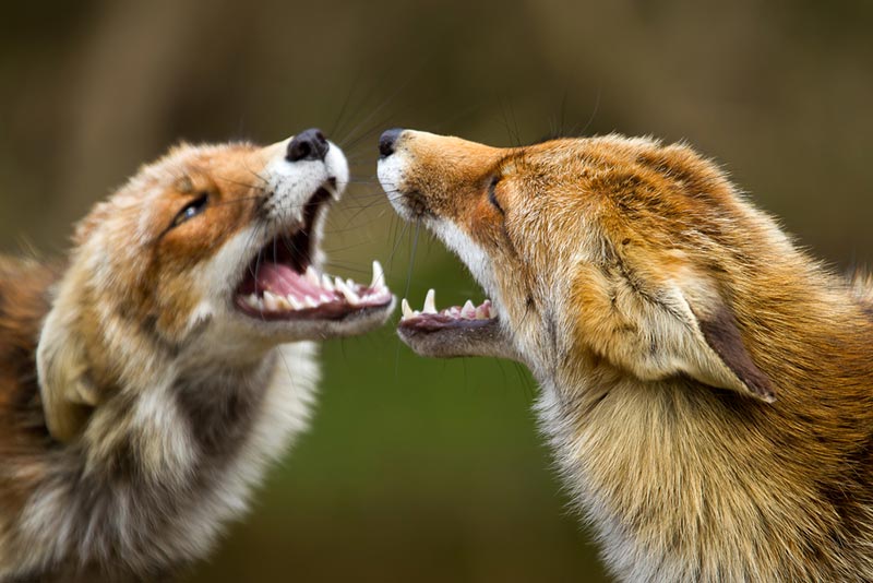 One with Nature: Interview With Menno Schaefer