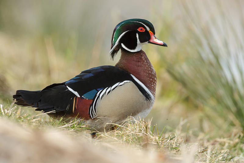 interview with a wildlife photographer menno schaefer