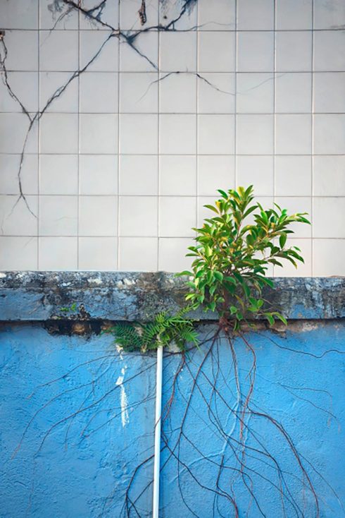 Wild Concrete #12, Hong Kong, 2013. 