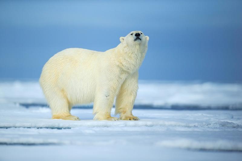 wildlife photography interview with a stock photographer polar bear