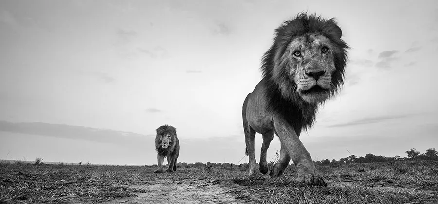 wildlife photography black and white anup shah