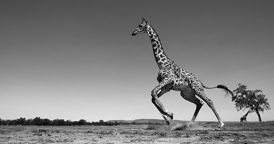 amazing black and white photography