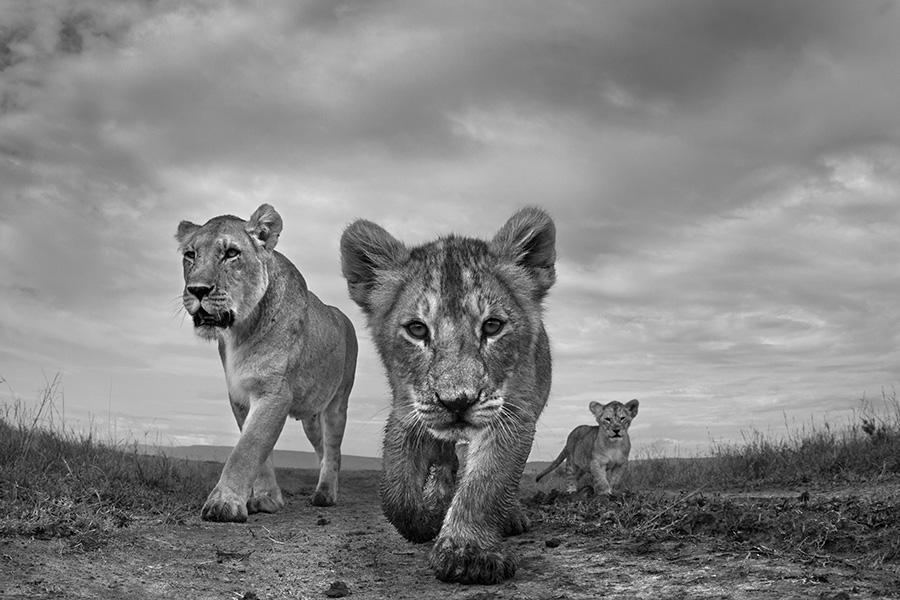 black and white wildlife photography anup shah