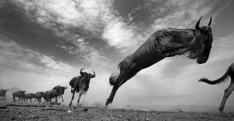 black and white wildlife photography anup shah