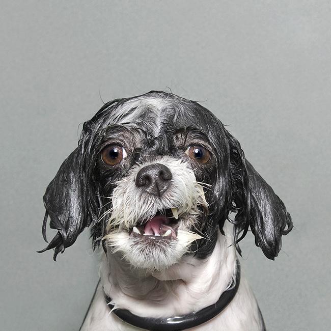 Sophie Gamand interview dog photography