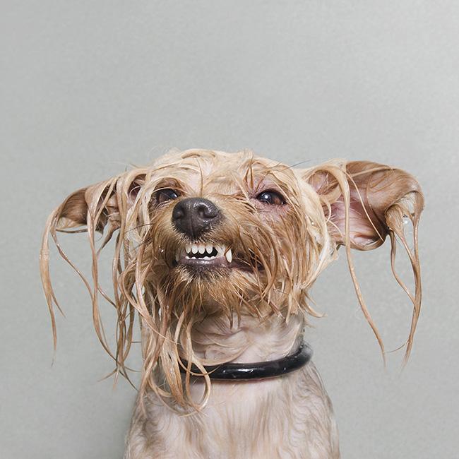 Sophie Gamand interview dog photography