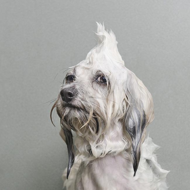 Sophie Gamand interview dog photography