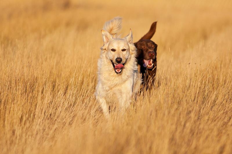 tips on shooting during the golden hour