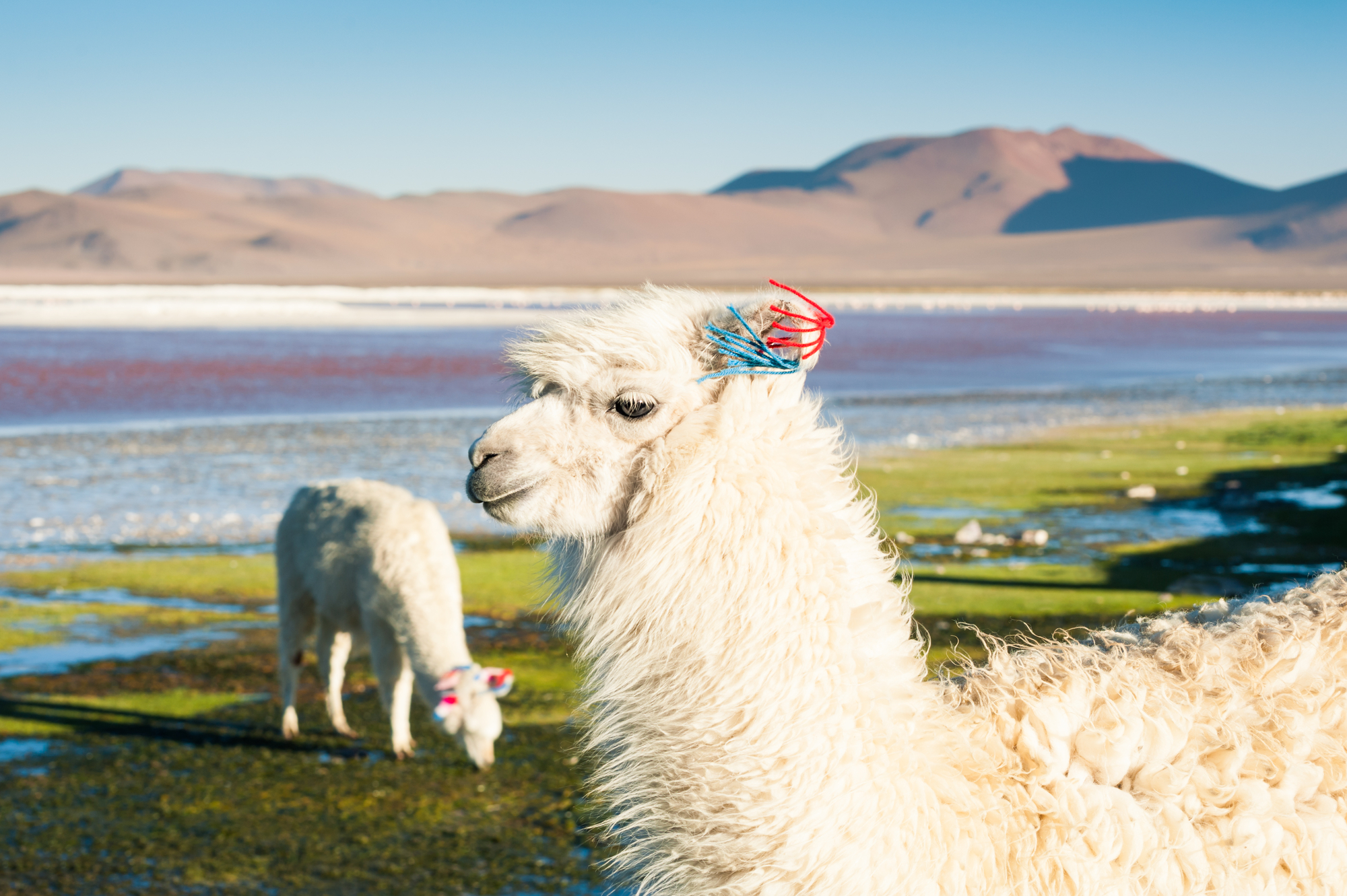 Portrait of white alpaca nature background