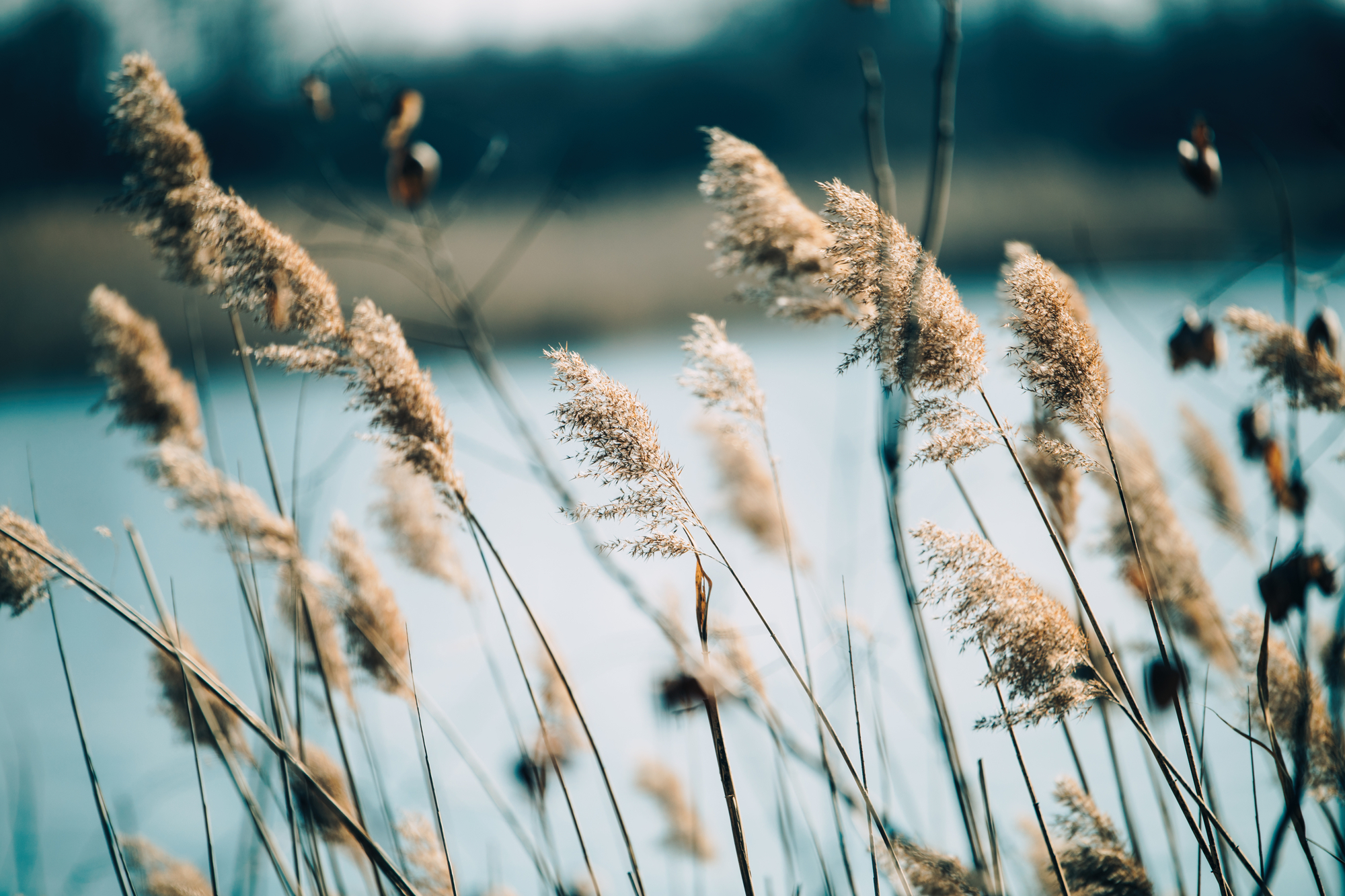 calming pictures of nature - beautiful vintage reed as background at windy lake