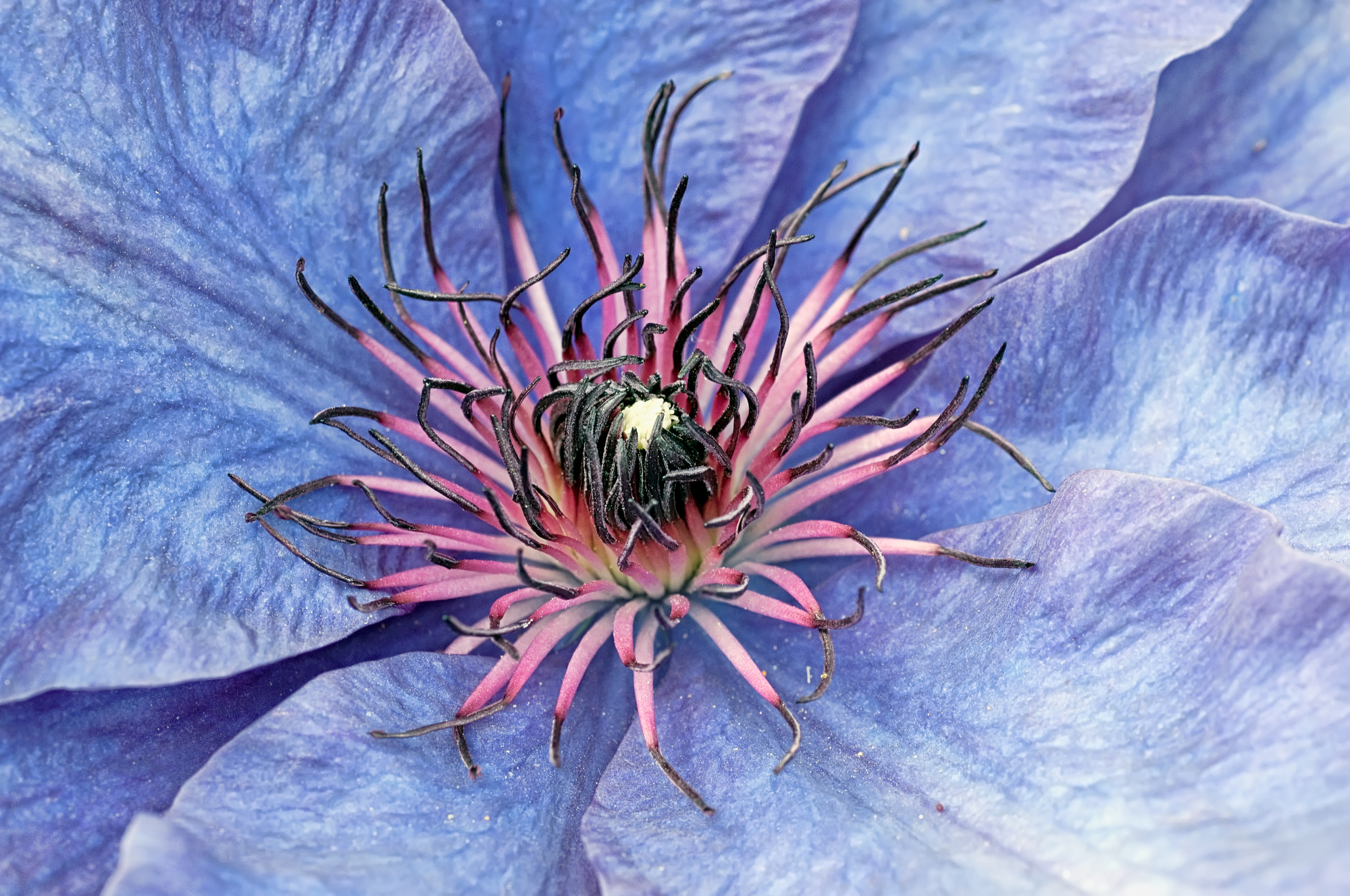 purple flower close up