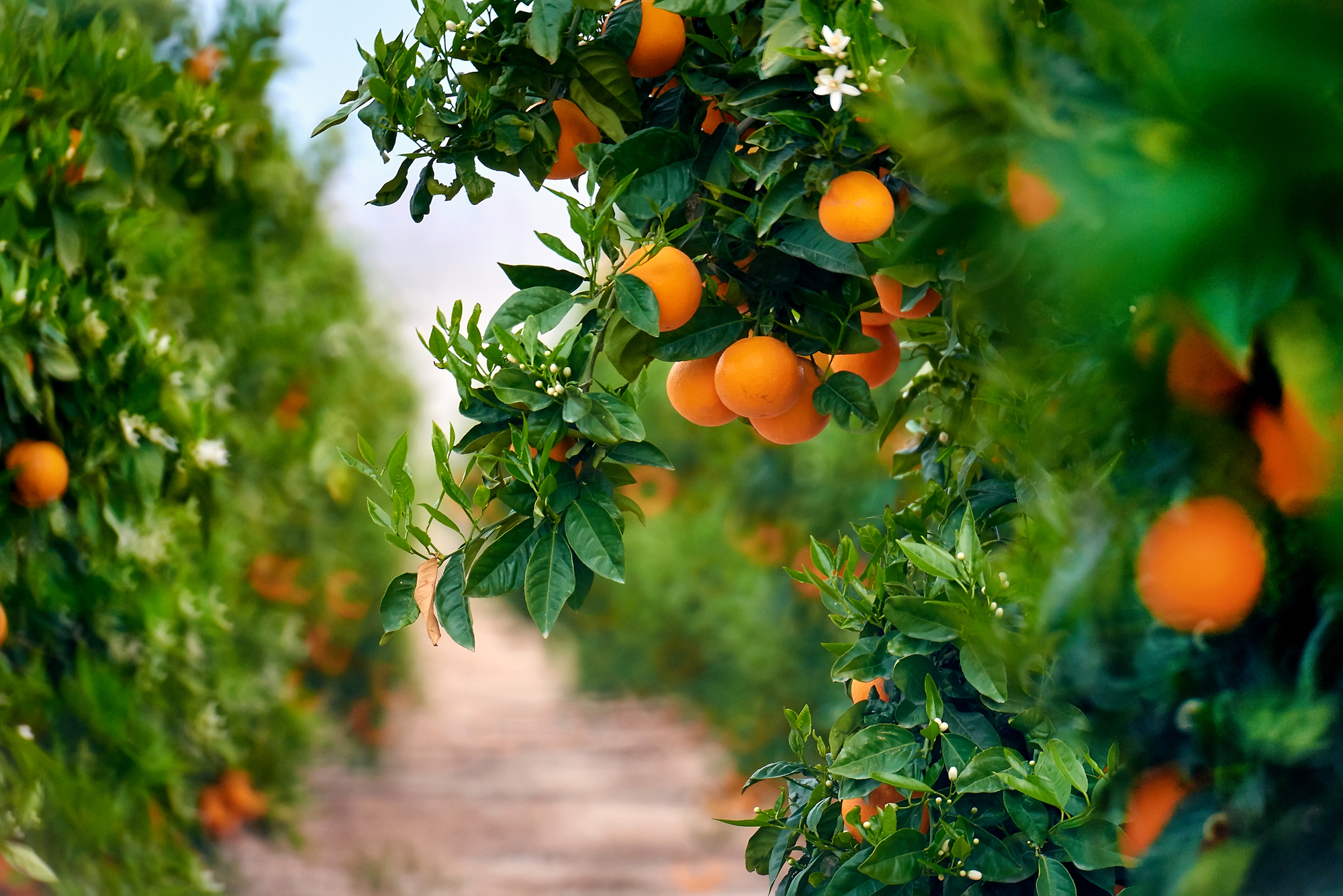 Orange grove stock photo