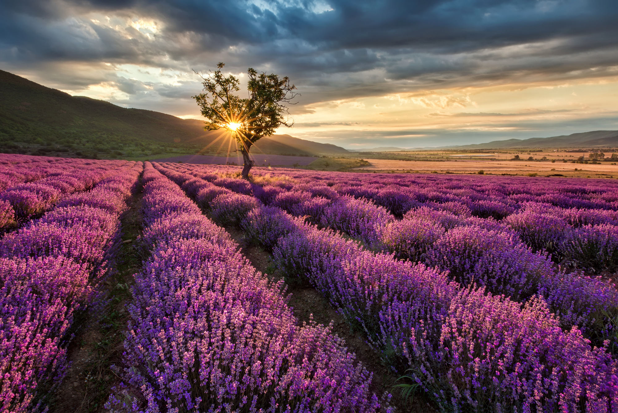 stock photo lavander fields