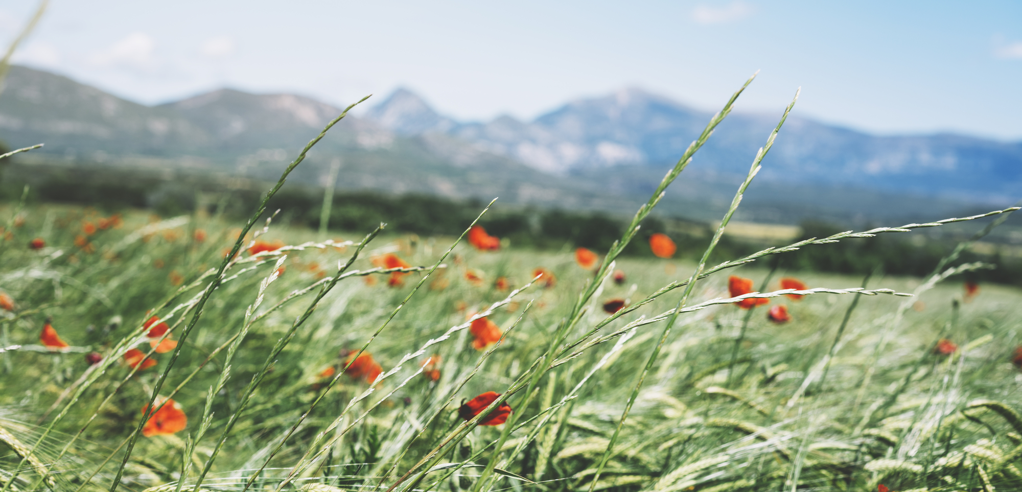 Close up view red poppies flowers