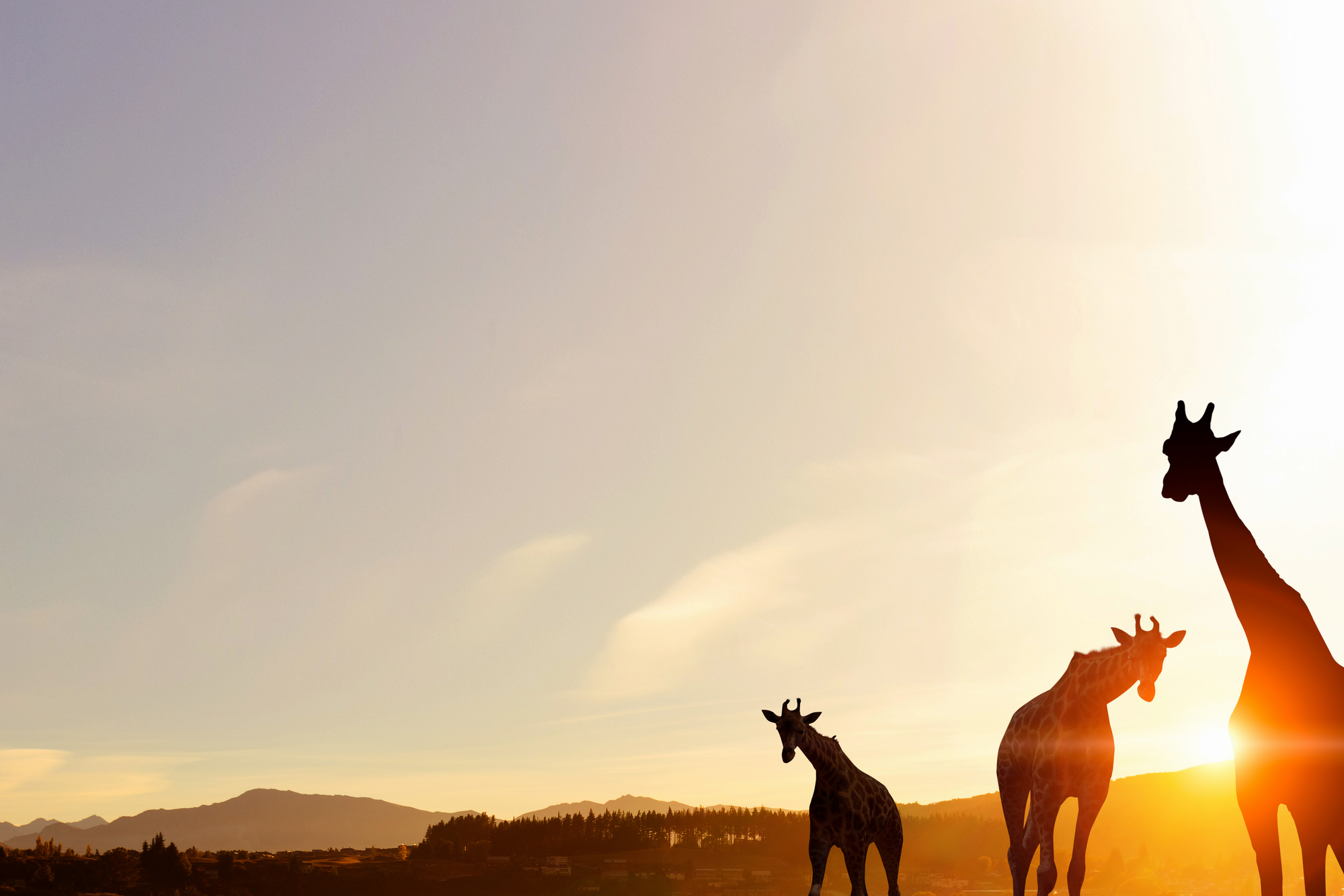 stock photo of two giraffes