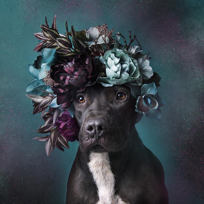 Sophie Gamand interview dog photography