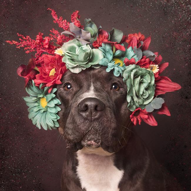 Sophie Gamand interview dog photography