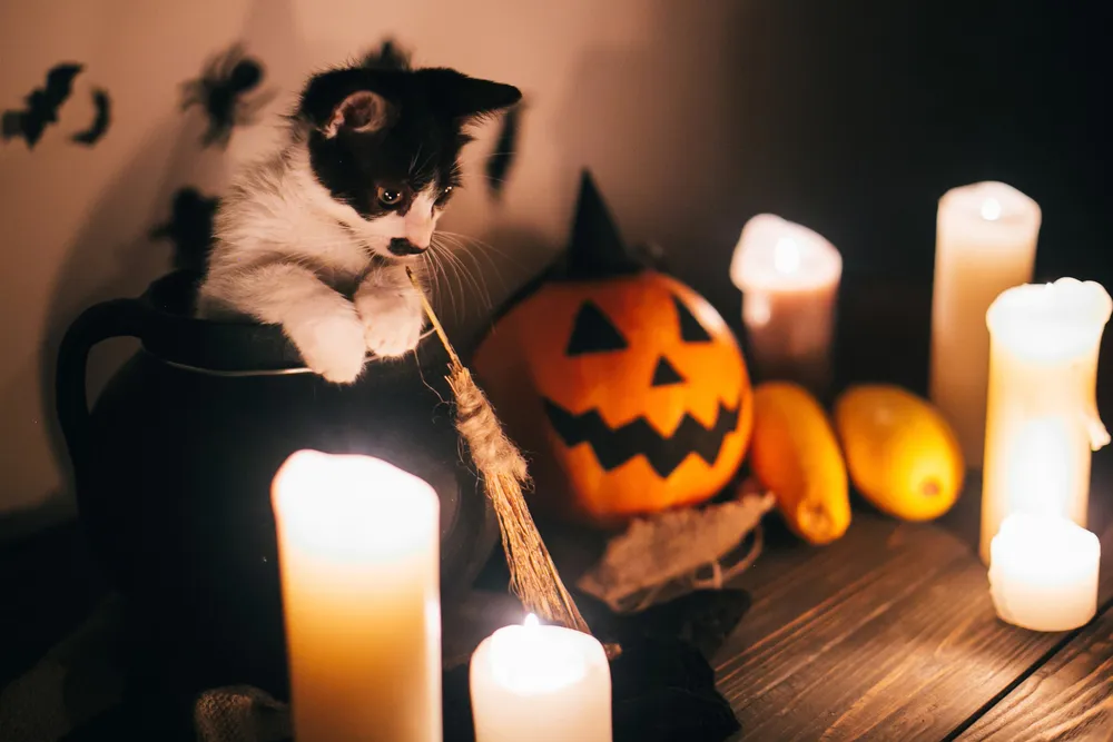 Featured Collection All the Little Things We Love About Halloween