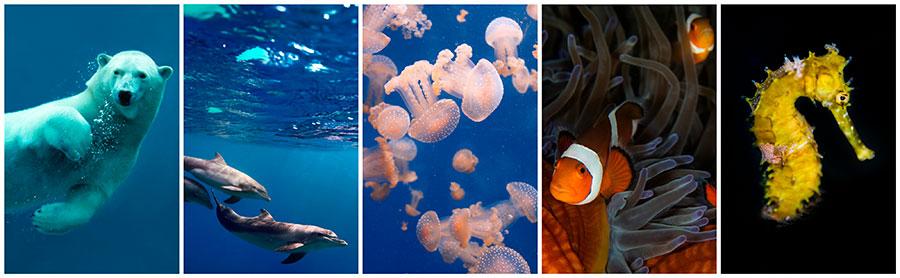 sea-creatures-stock-photography