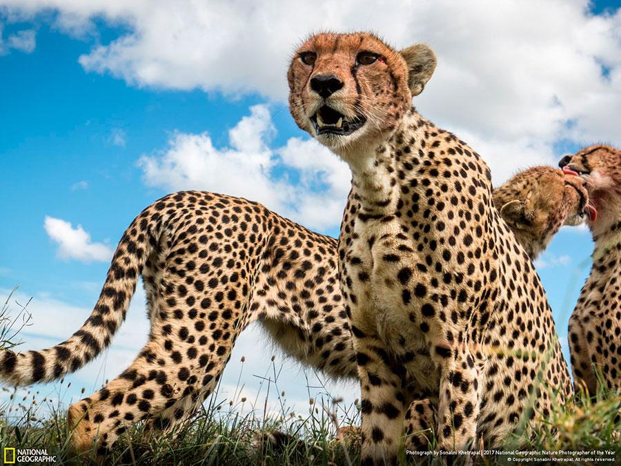 week-2-national-geographic-nature-photographer-of-the-year-2017-1