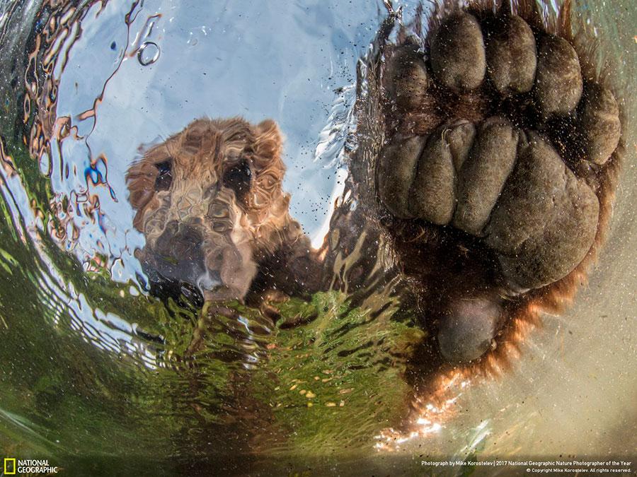 week-2-national-geographic-nature-photographer-of-the-year-2017-5