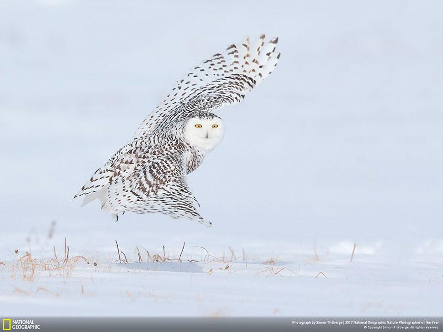 week-3-national-geographic-nature-photographer-of-the-year-2017-3