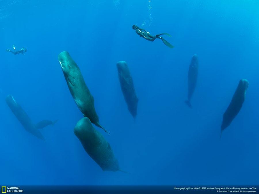 week-6-national-geographic-nature-photographer-of-the-year-2017-1