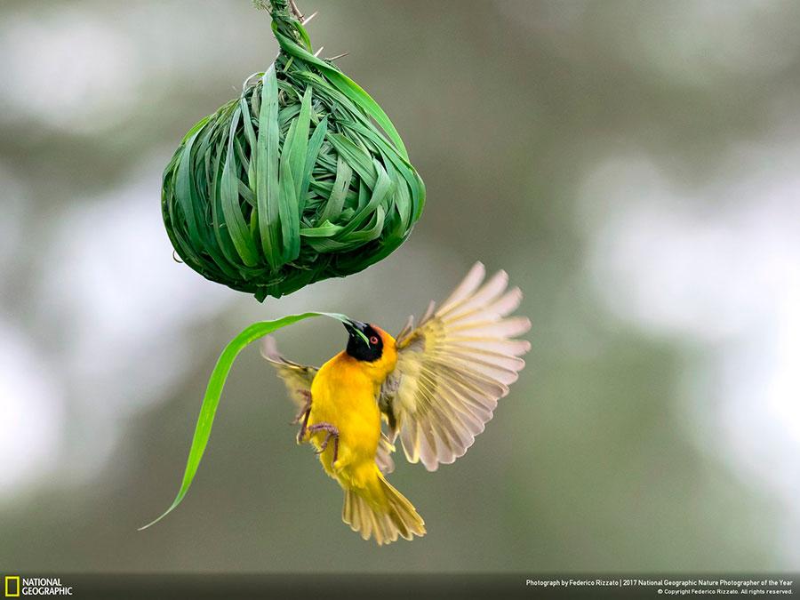 week-6-national-geographic-nature-photographer-of-the-year-2017-4