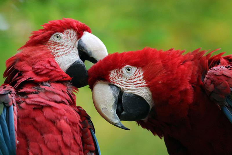 wild macaw birds