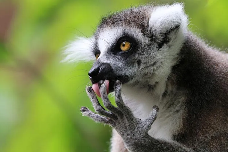 image of lemur at the zoo