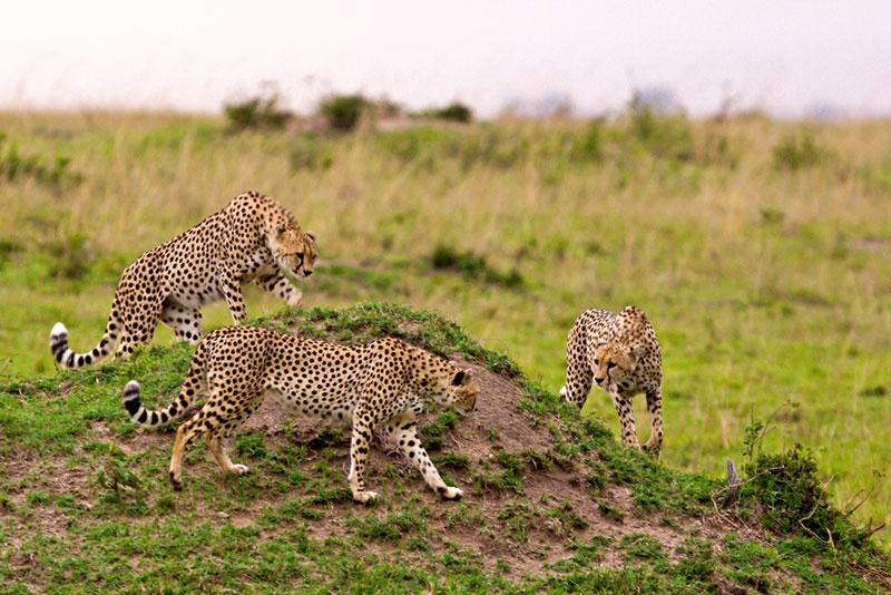 Ruaha National Park, Tanzania Unusual Travel Destinations for Photographers in 2018