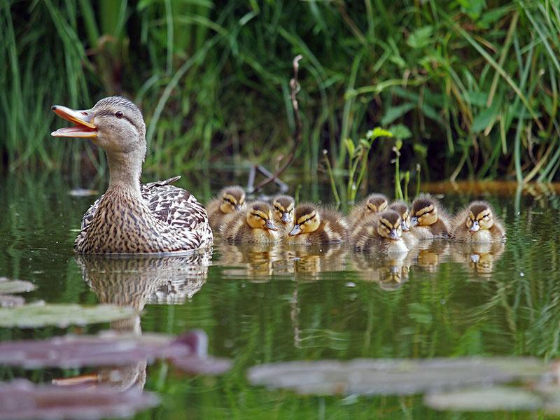 mother duck with ducklings