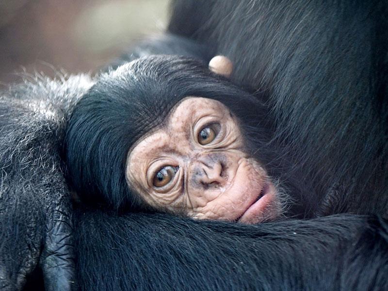 baby chimp with mom