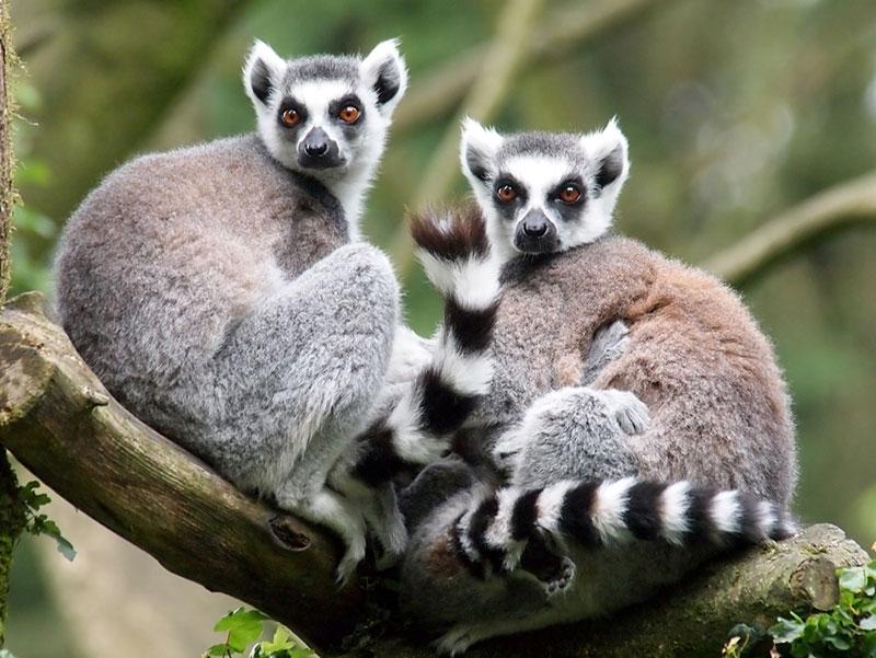 two lemurs wildlife photography